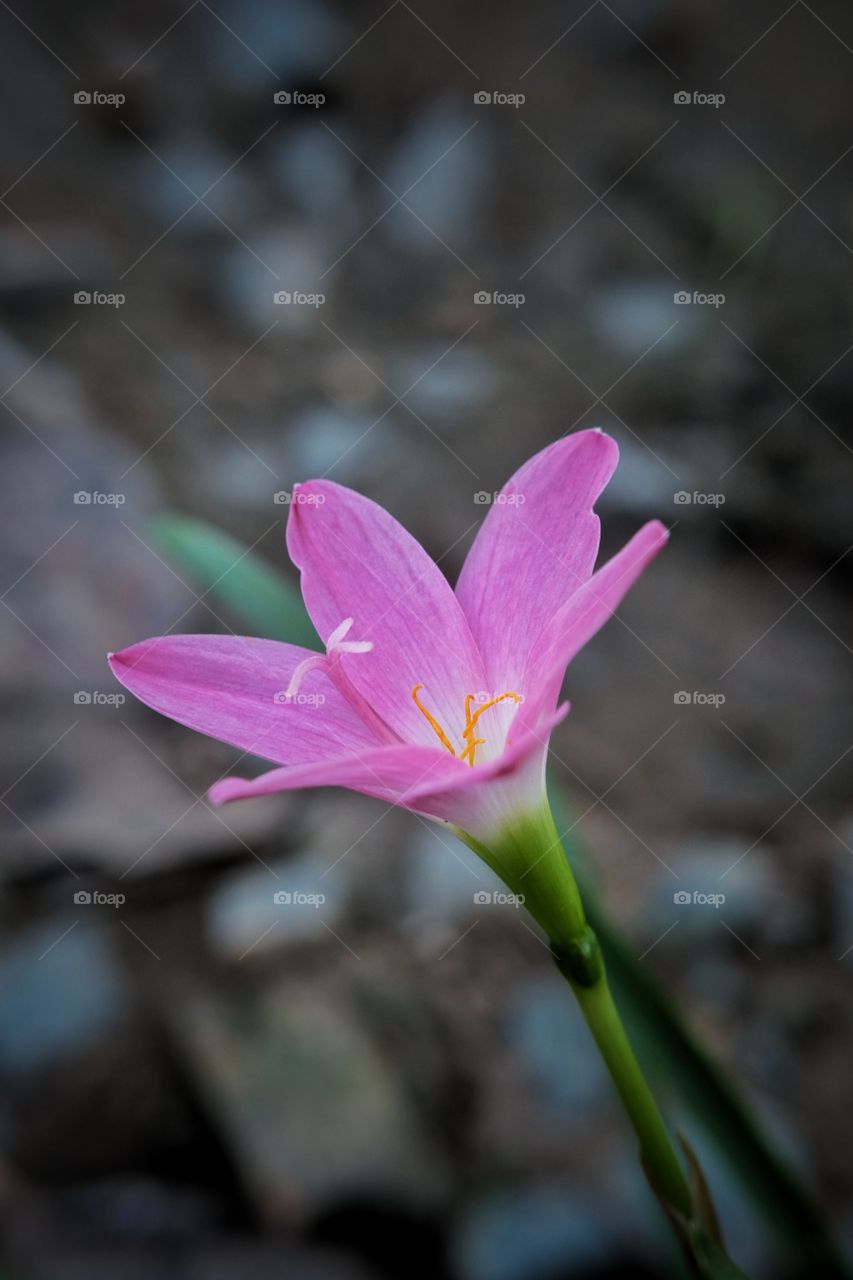 flowers in my garden