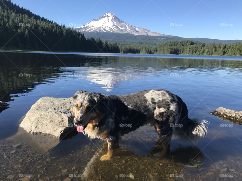 Puppy at lake with Mt. Hood