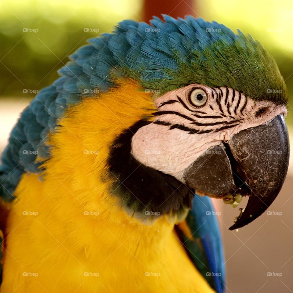 Golden and blue macaw 