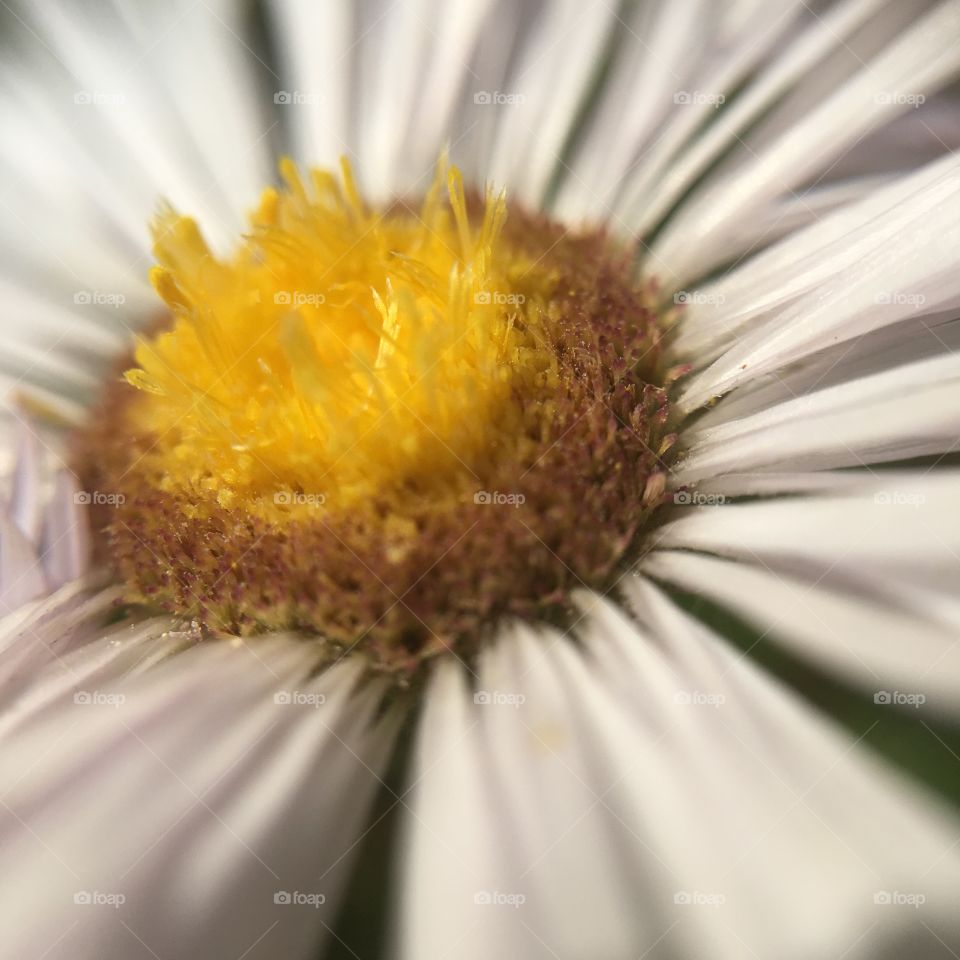 Center of flower nearing end of bloom