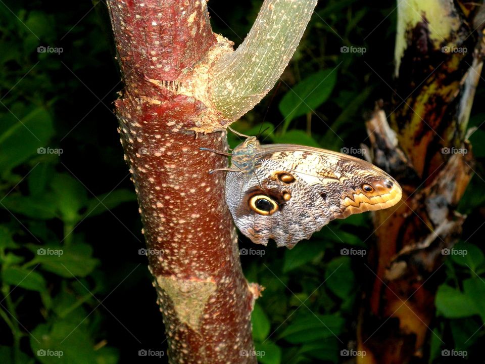 Mariposa en tallo