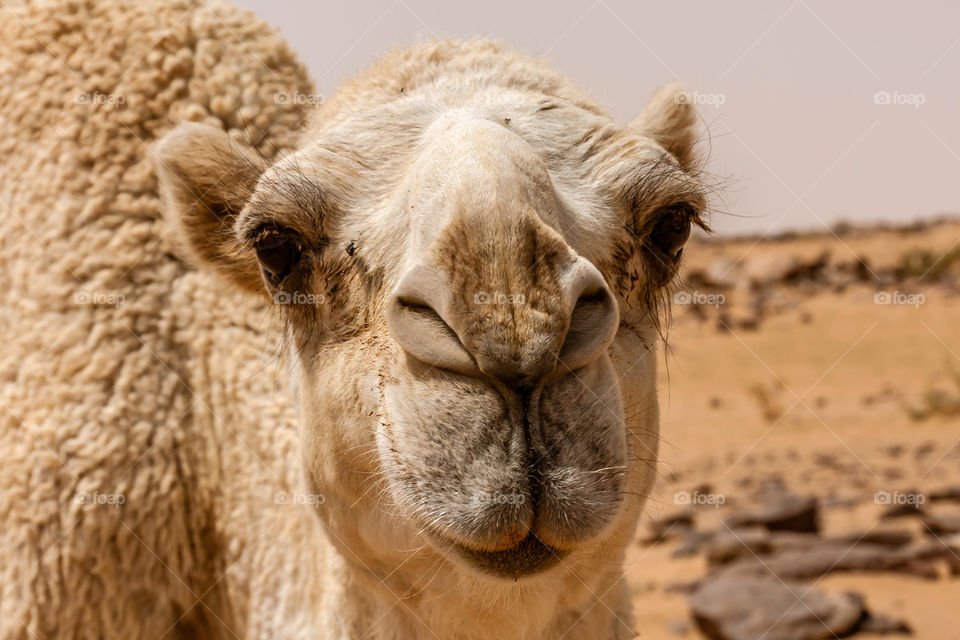 A portrait of a cute white camel met in the desert of Saudi Arabia