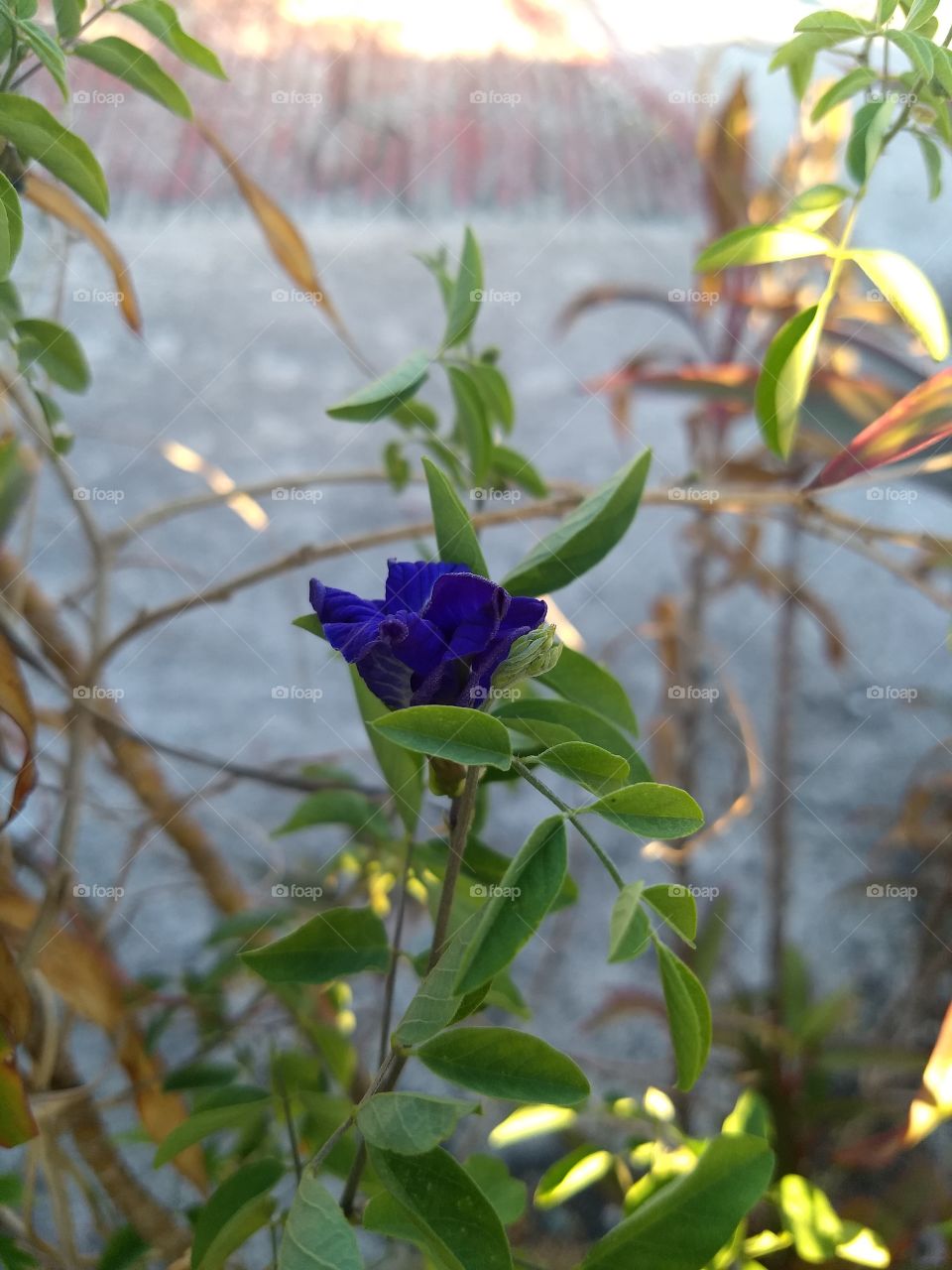 Blue flowers