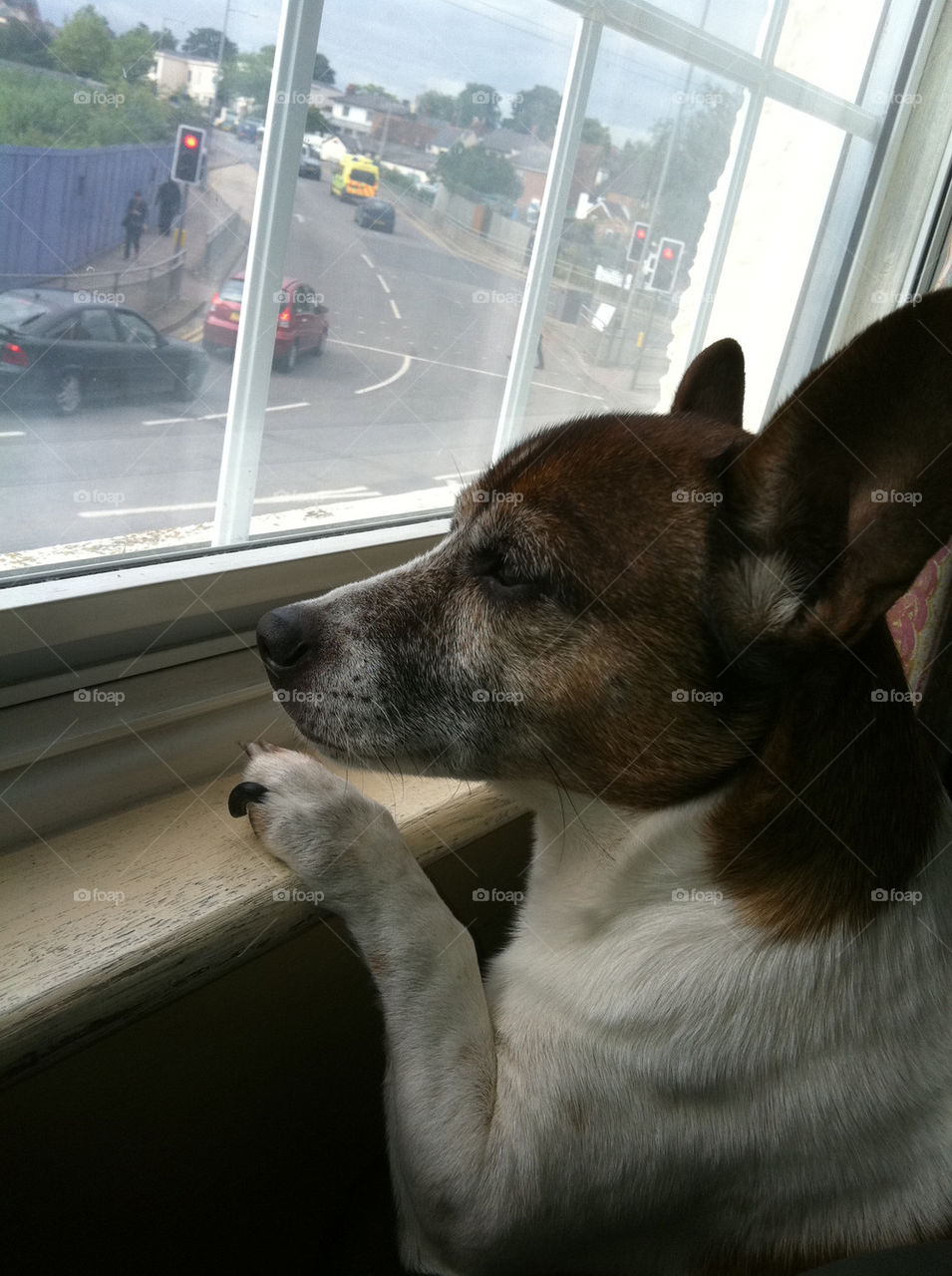 dog window waiting traffic by jeanello