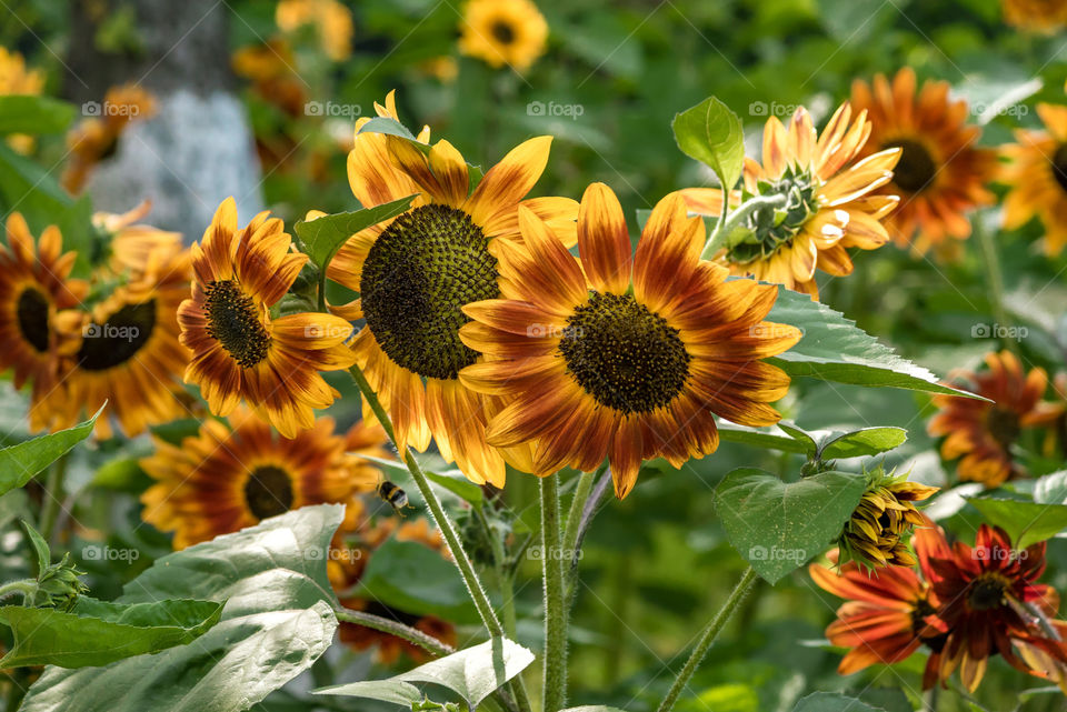 sunflowers bees and bumblebees