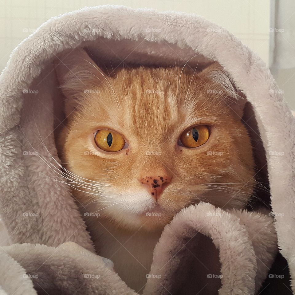 pretty cat and blanket