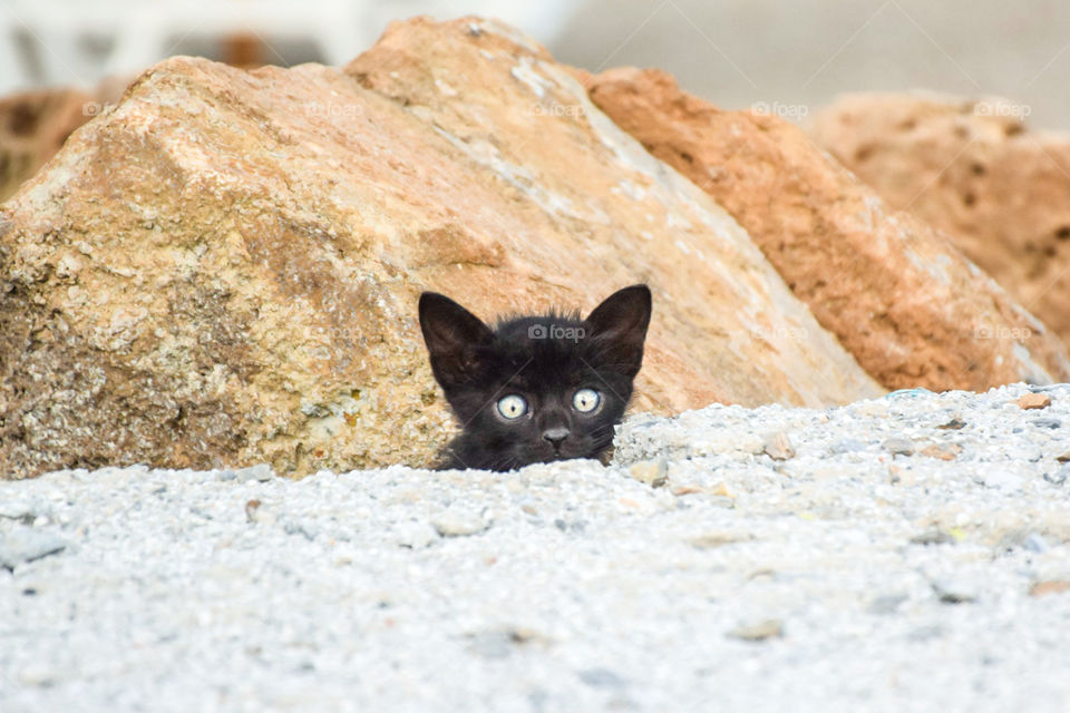 Black Kitten Hiding Behind Rocks