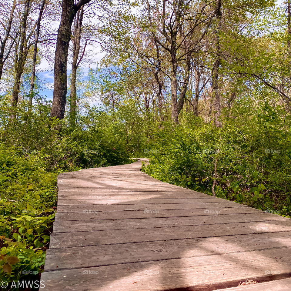 Wooden walking trails. Green vegetation on both sides of the walking trail and blue skies 