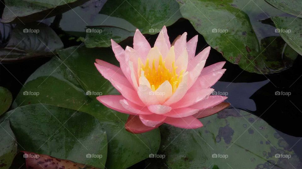 lotus