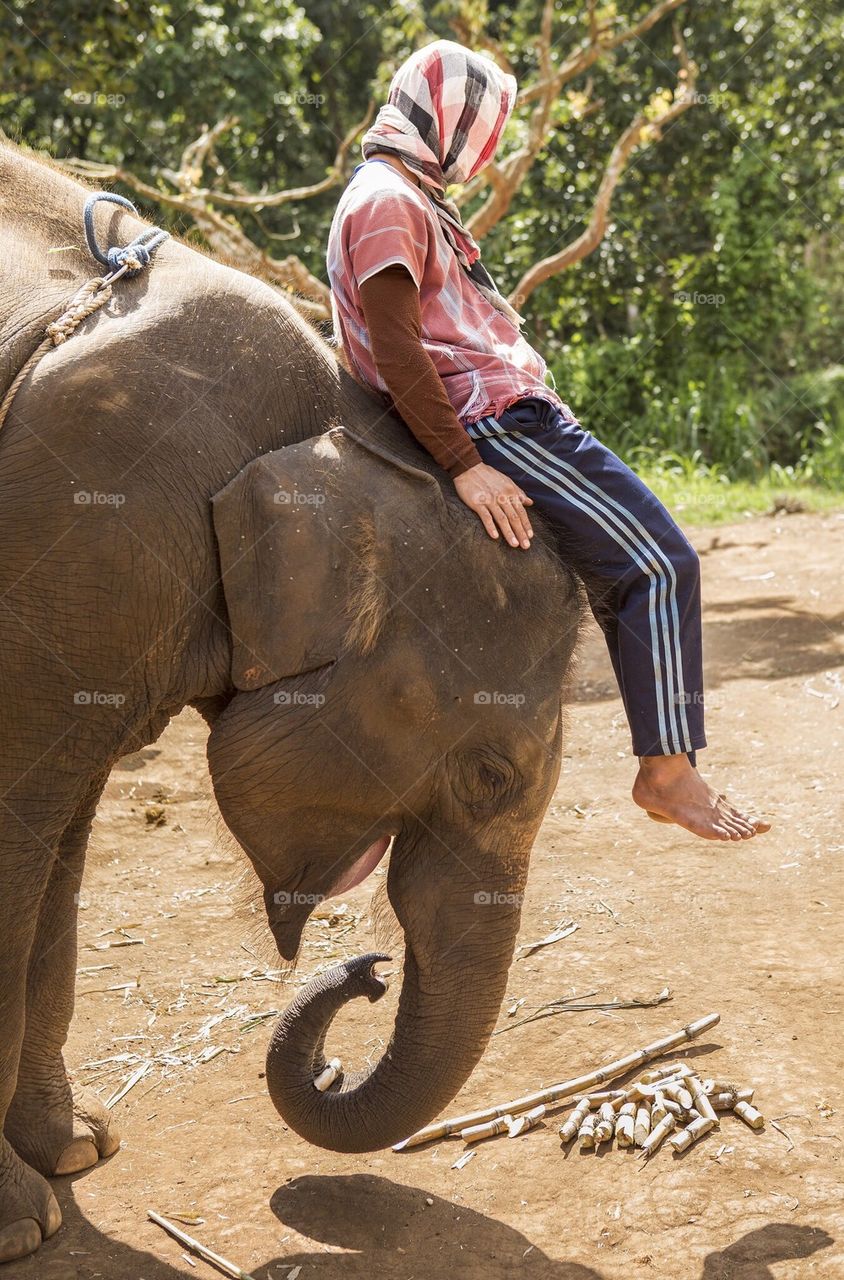 Elephant trainer 