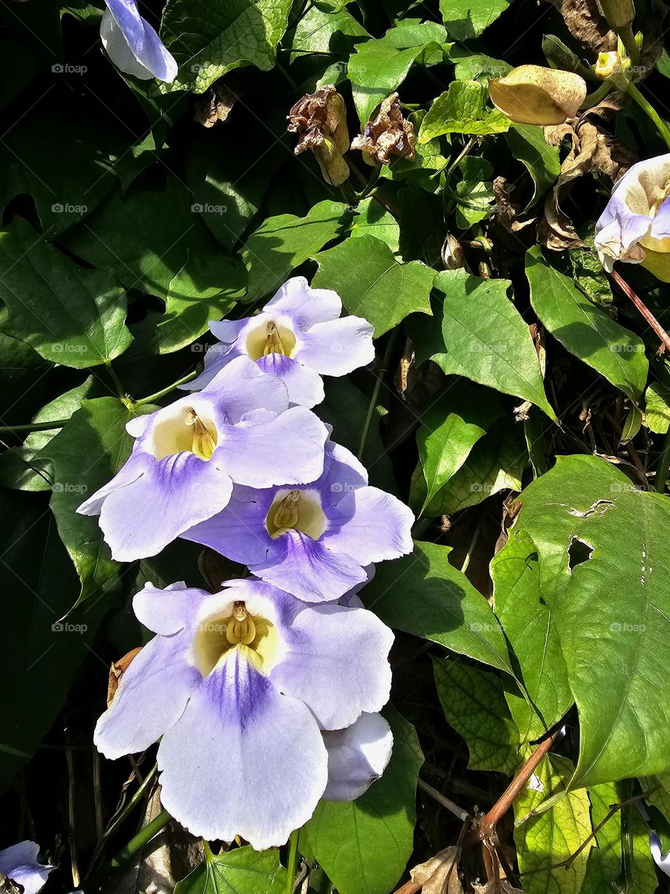 Thunbergia grandiflora / Trompeta