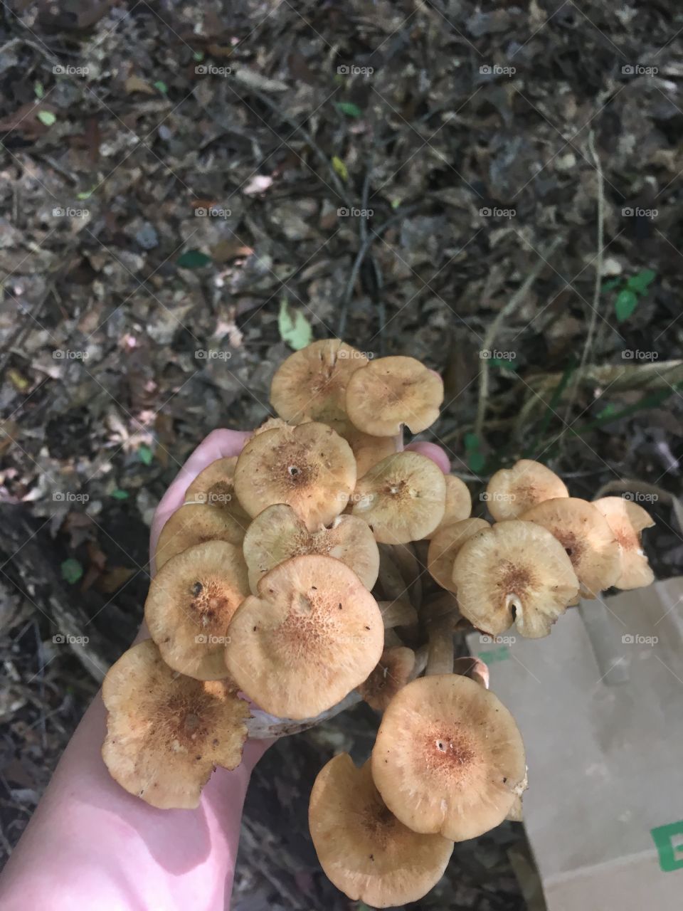Ringless honey mushrooms 