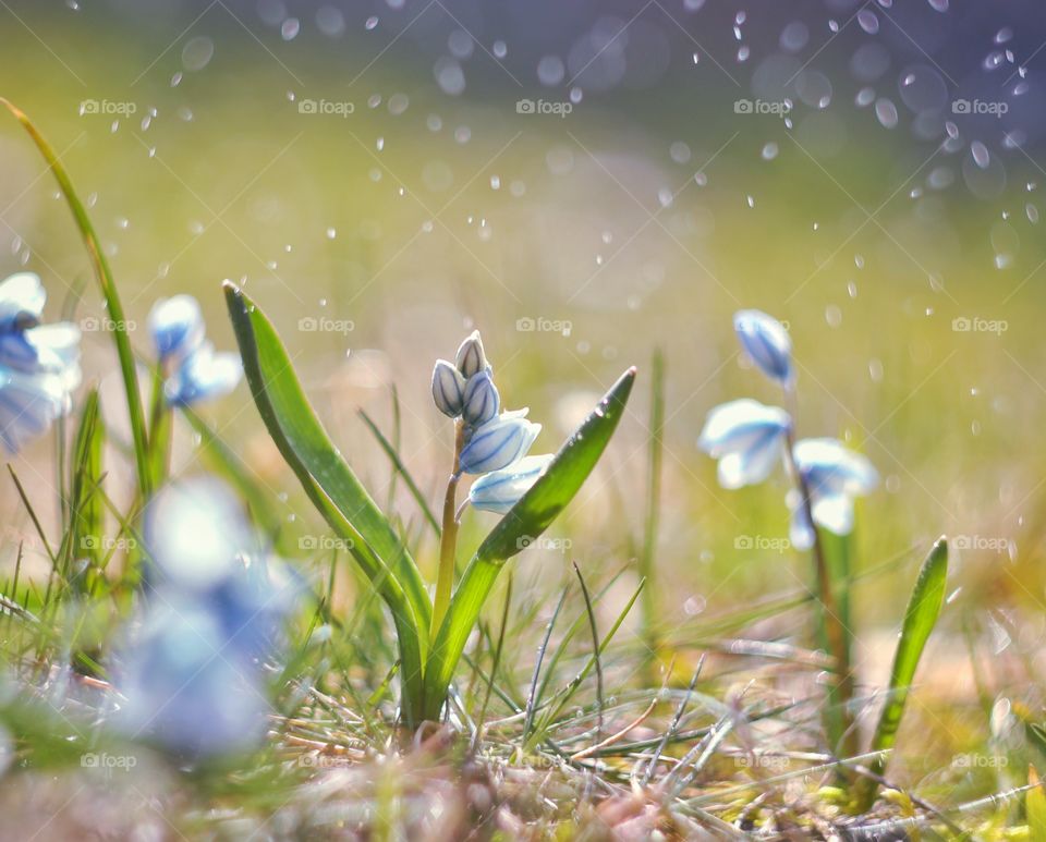 Spring flowers 