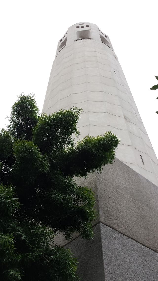 Coit tower with tree. in San Francisco