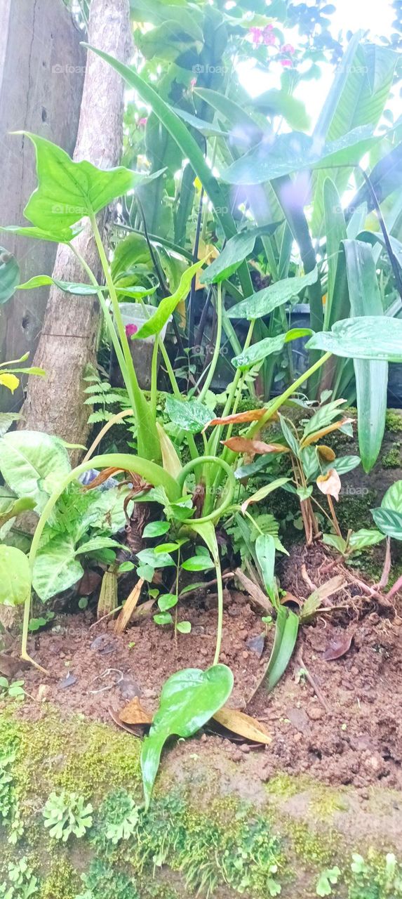 philodendron type plant