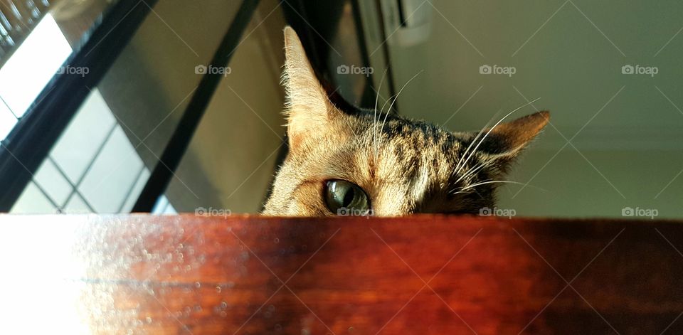 Cat, Kitten, Pet, Cute, Eye