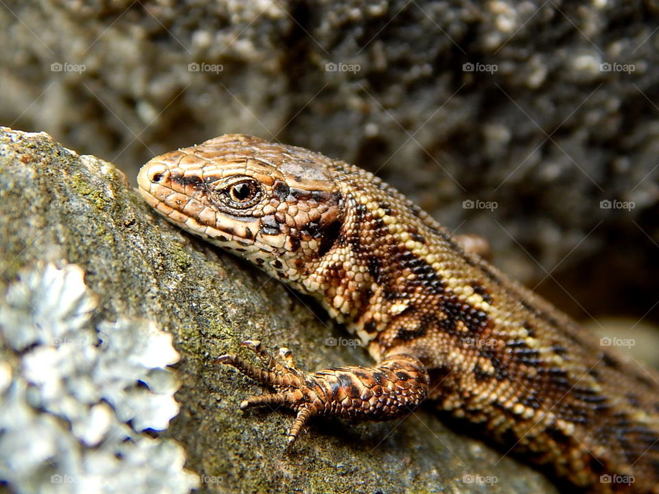 Beautiful sand lizard