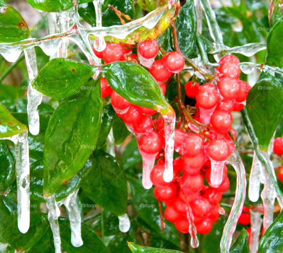 Florida Ice storm Jan 2014