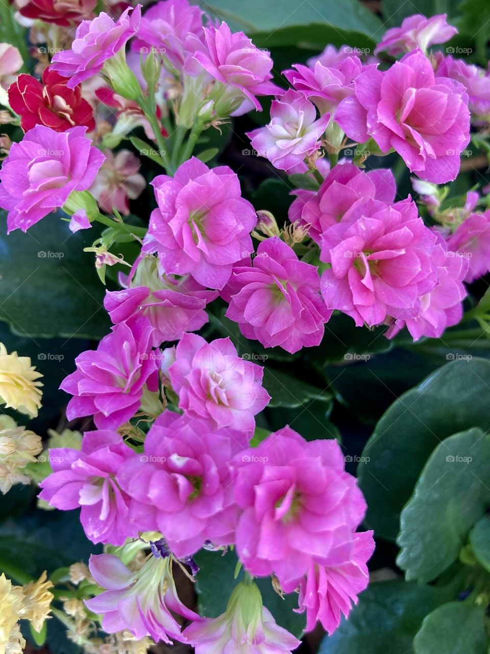 🌹 🇺🇸 Very beautiful flowers to brighten our day.  Live nature and its beauty. Did you like the delicate petals? / 🇧🇷 Flores muito bonitas para alegrar nosso dia. Viva a natureza e sua beleza. Gostaram das pétalas delicadas? 