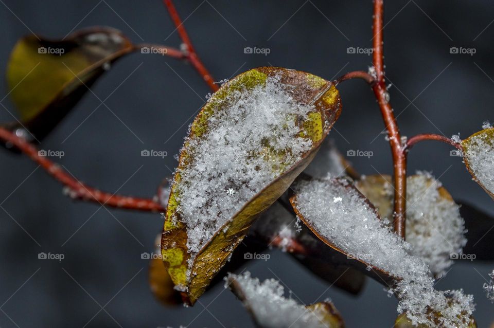 Quince leaves and snow.