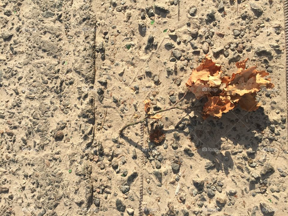 Dry autumn leaves on the ground