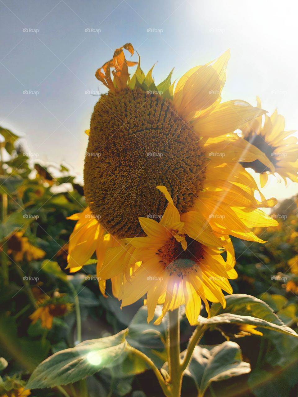sunflower with lens flair