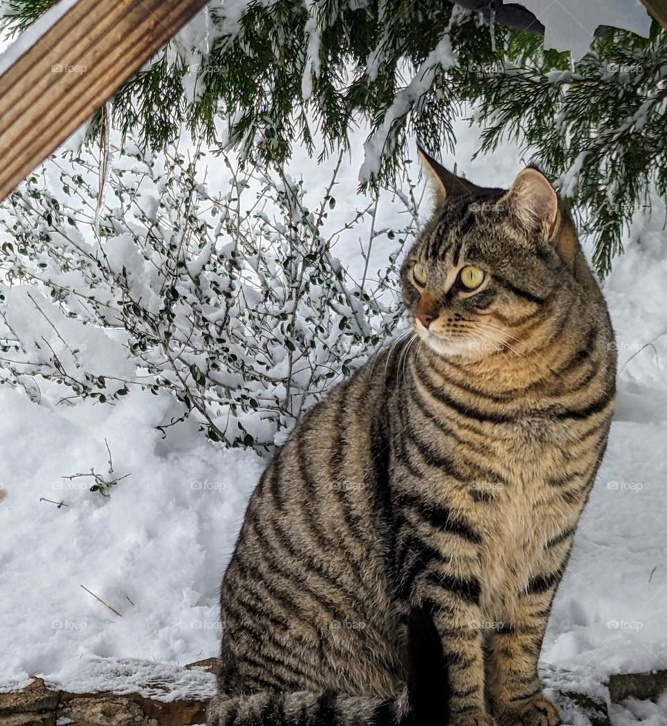 it is one of our stray kittens first winter and surprisingly they played in the snow on the first day. Here one of the kittens is sitting on their outdoor cat house. I took picture with my Google Pixel 7.