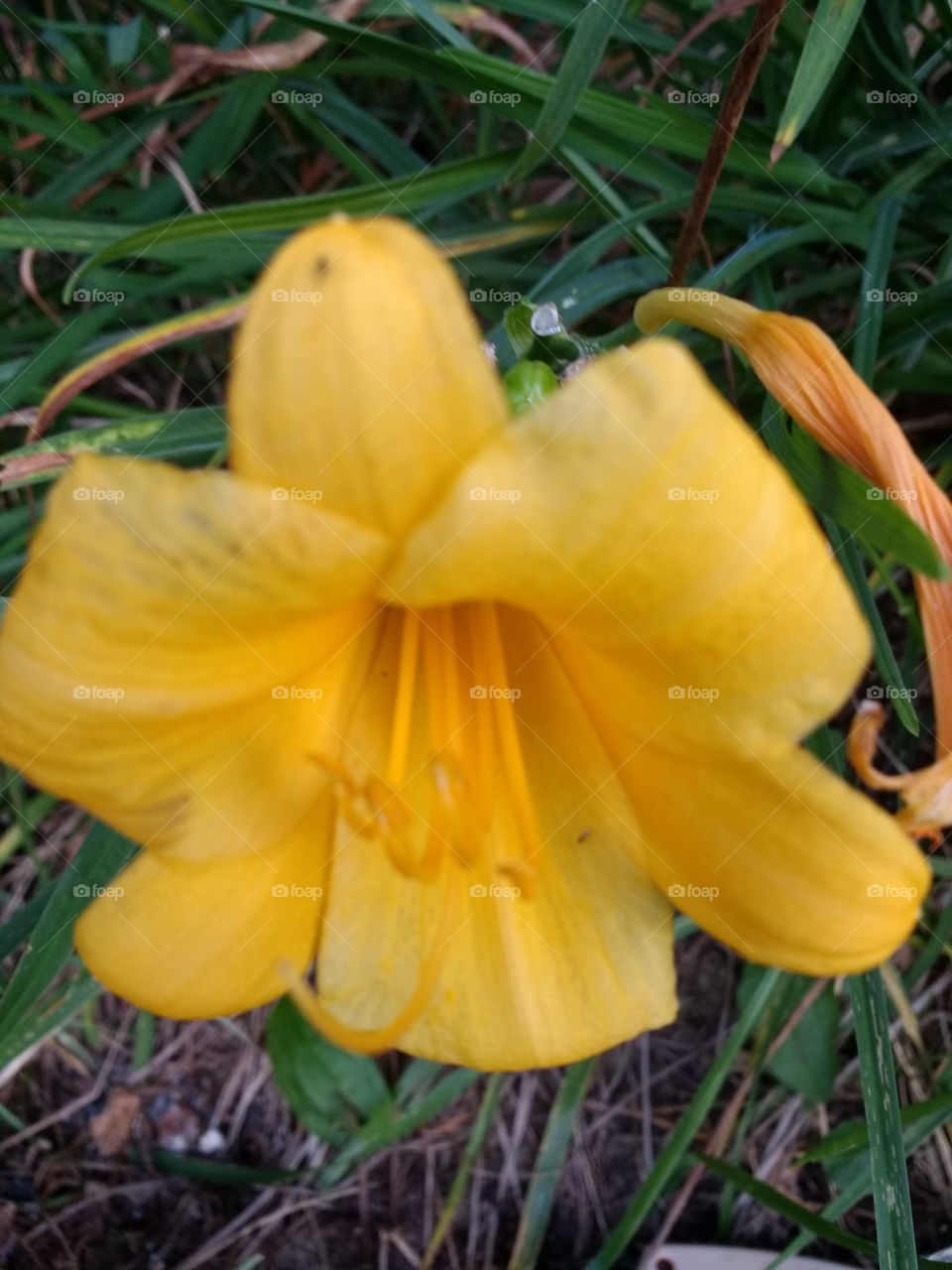 open Lily flower