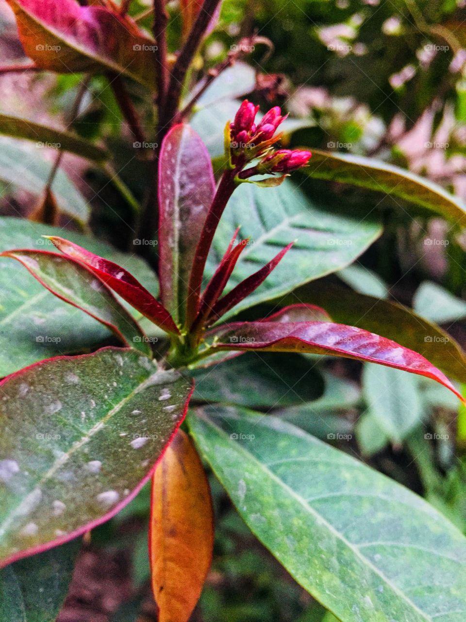 Red Leafs