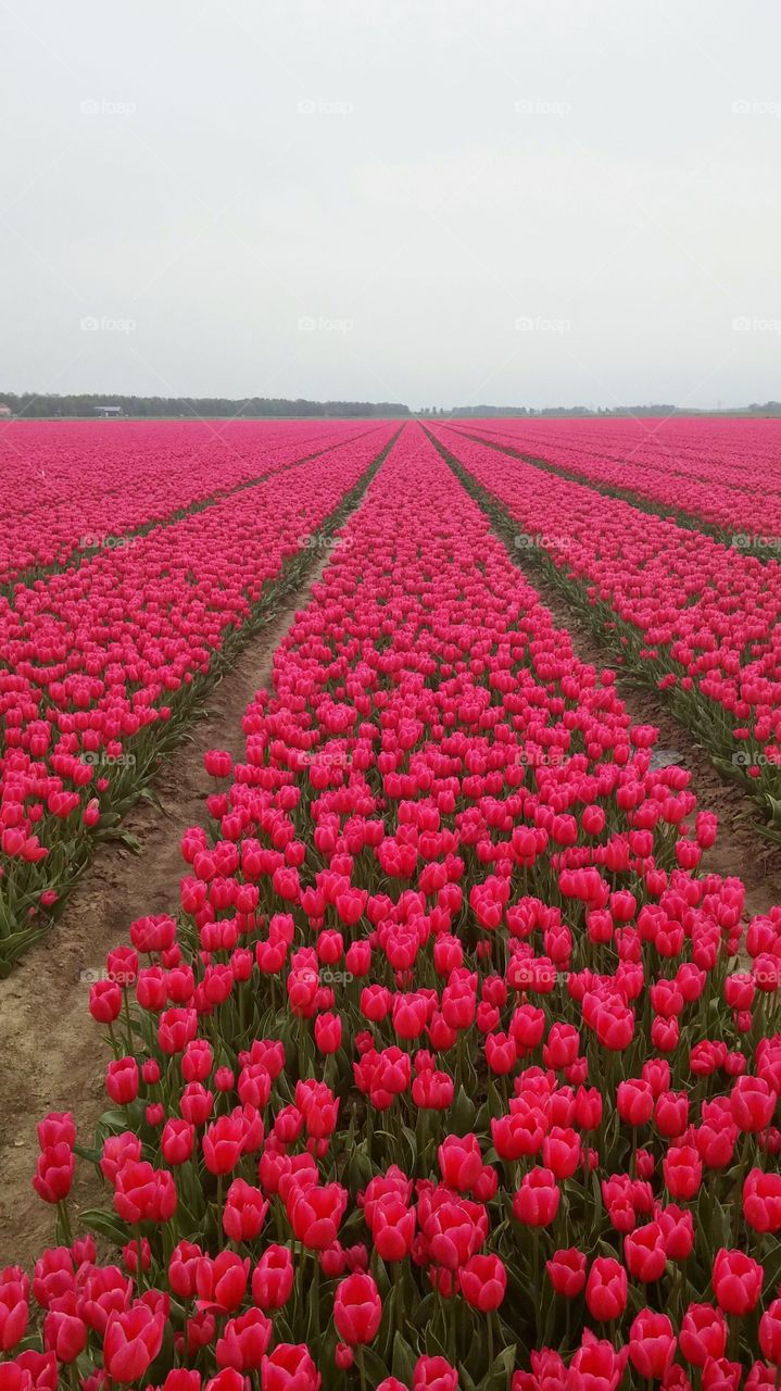 Pink tulip field . Pink tulip field in holland 