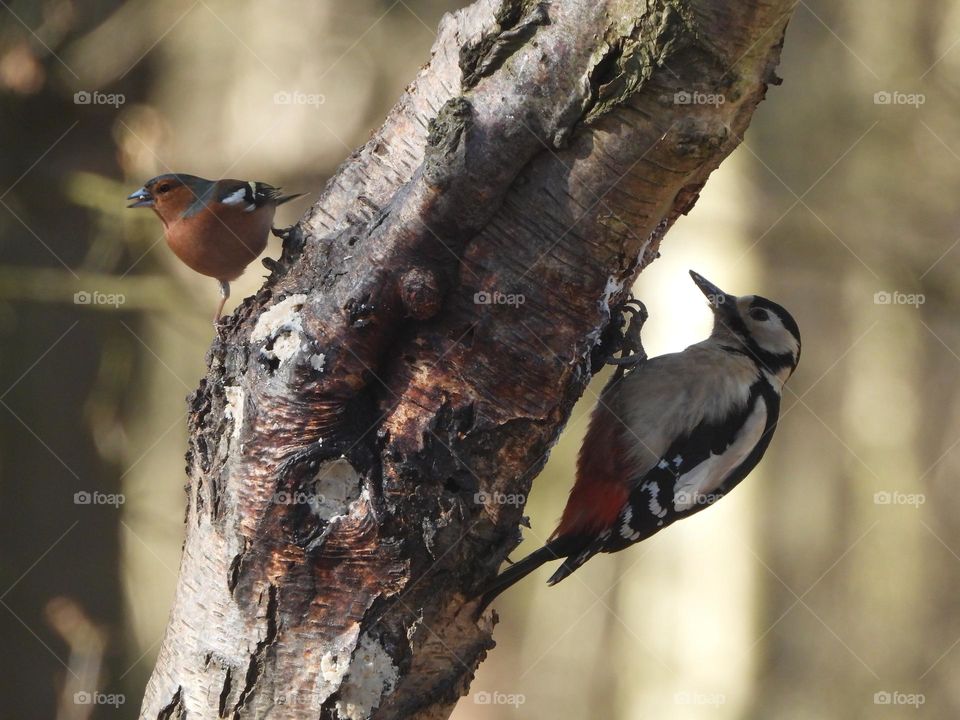 A woodpecker and a chaffinch 
