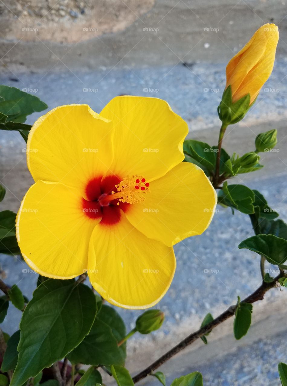 yellow flowers Lilly