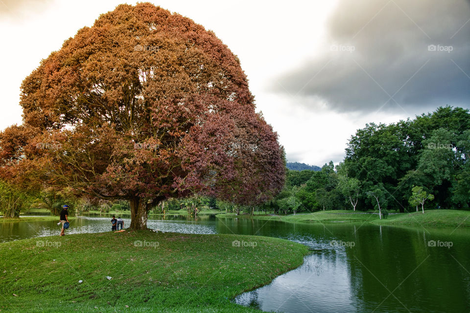 Orange tree near lake