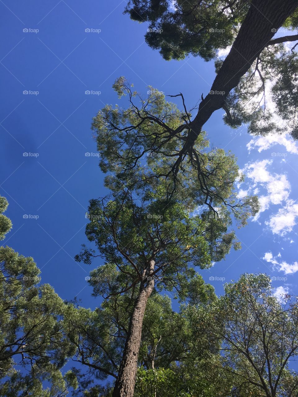 Looking up at the sky.
