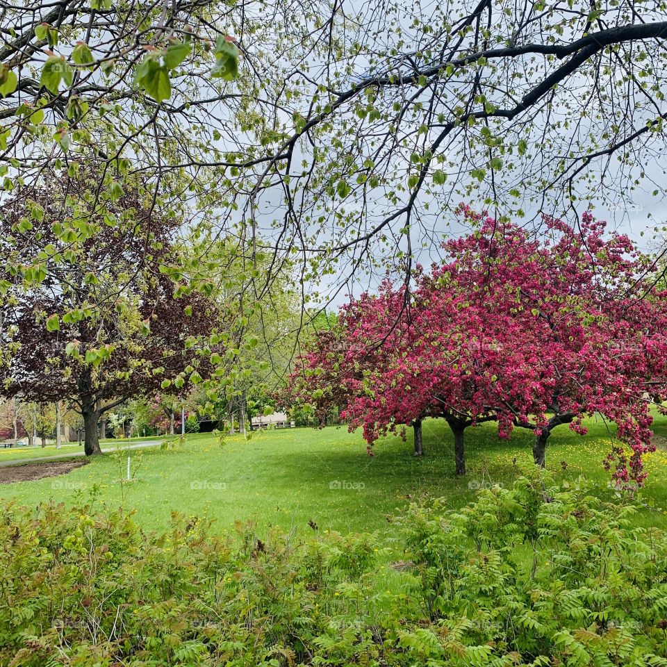 Spring time blooming trees at the park near my home 