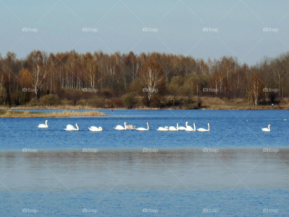 spring lake and swans landscape