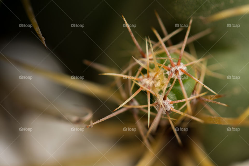 Cactus thorns