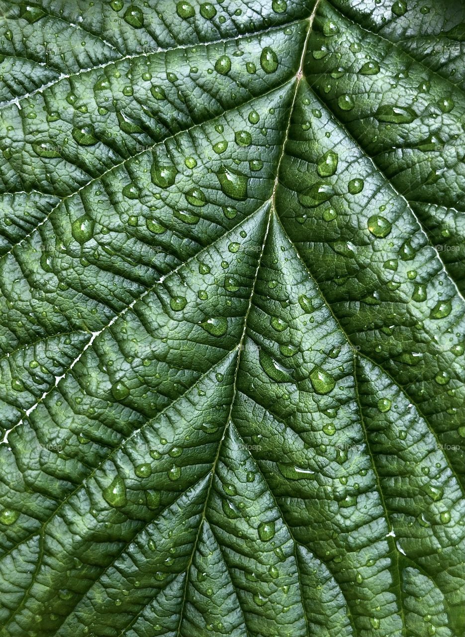 Closeup photo of green leaf
