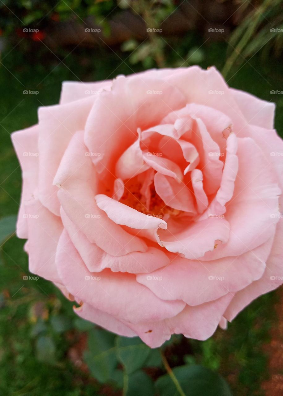 A big open pink rose