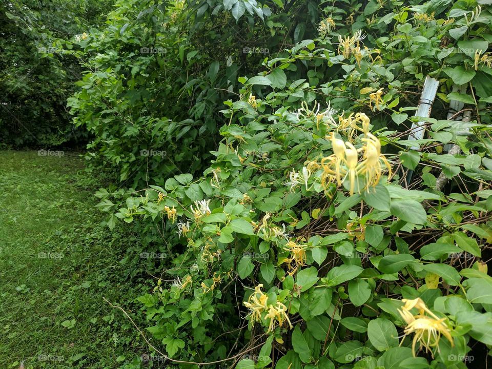 honeysuckle