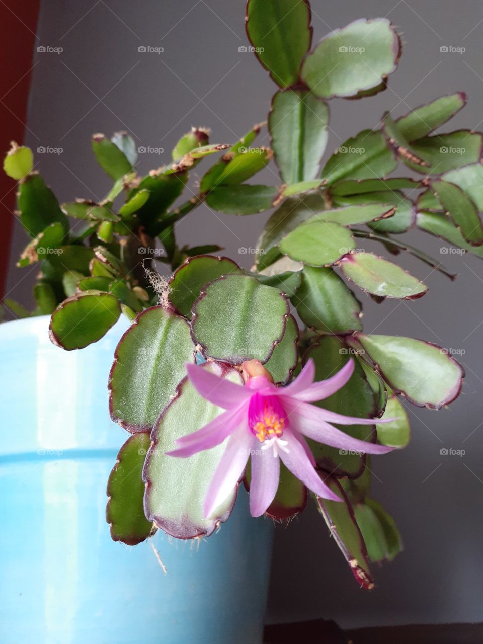Christmas Cactus Bloom