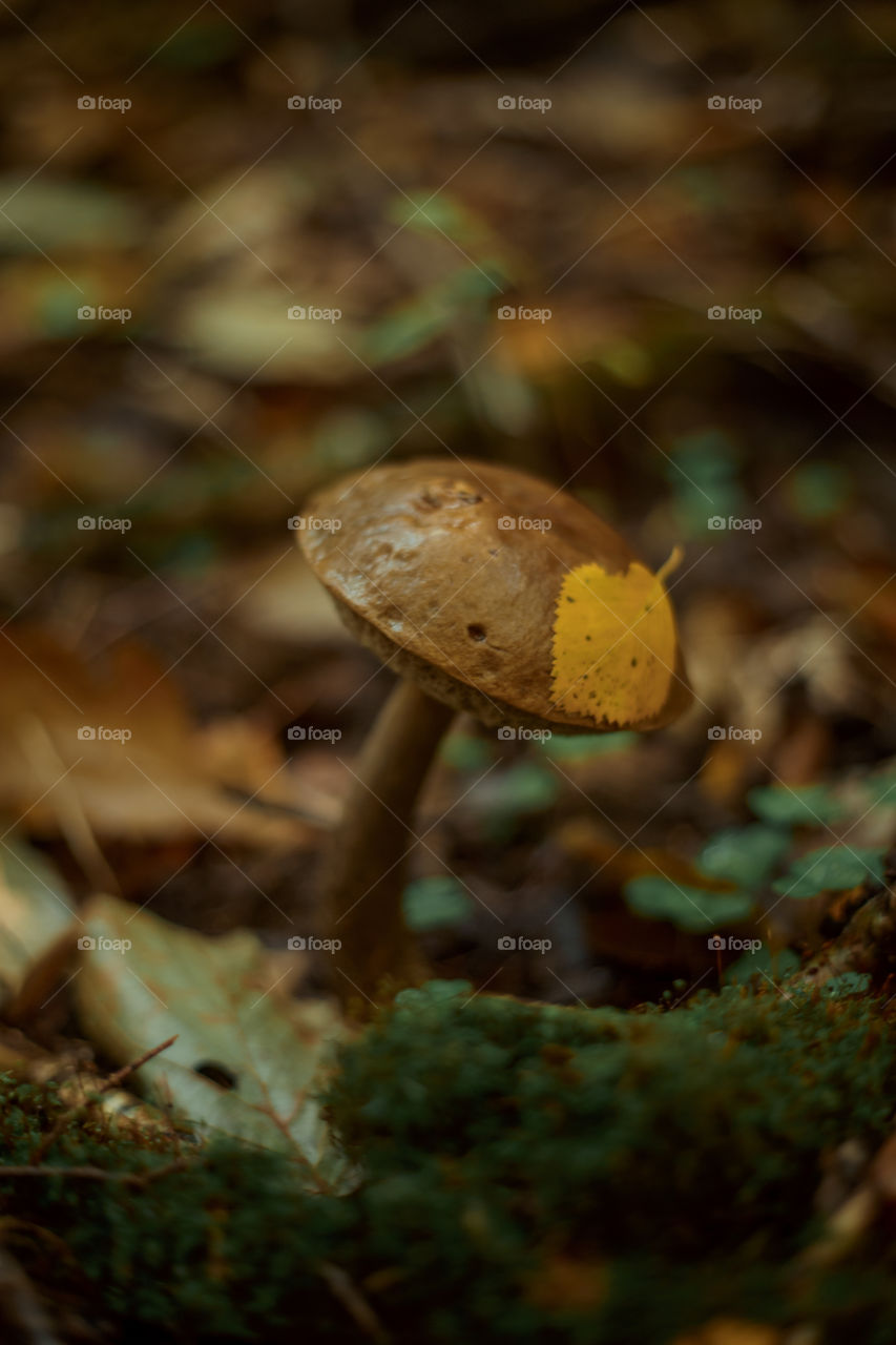 Mushrooms in autumn forest in sunny day