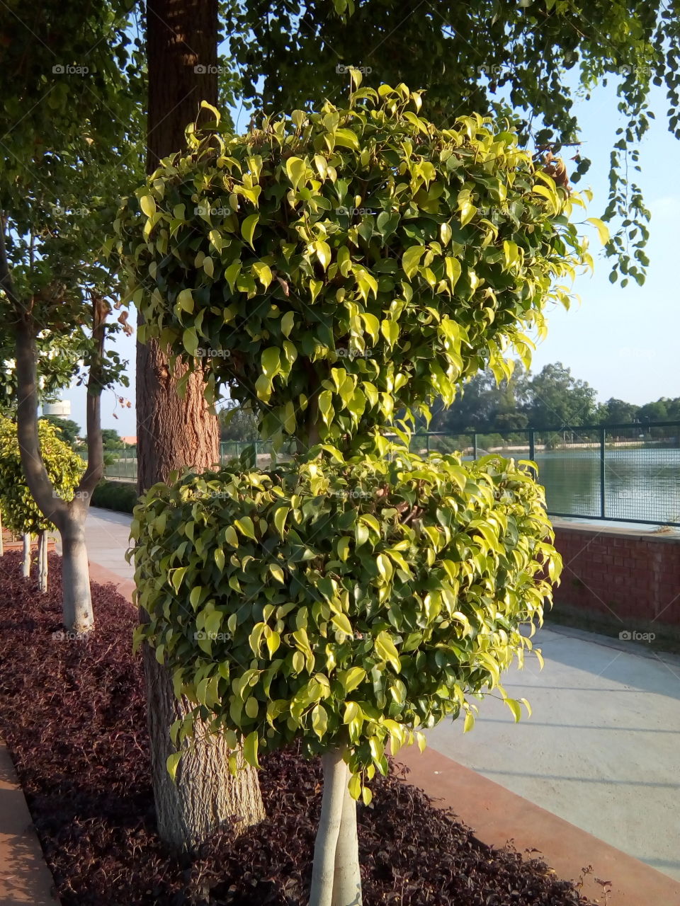 beautiful plants and trees in a garden