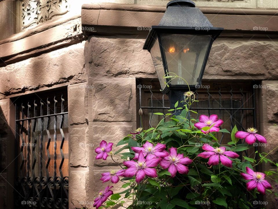 Passion flower vine growing around a gas lamp in front of a brownstone townhouse 