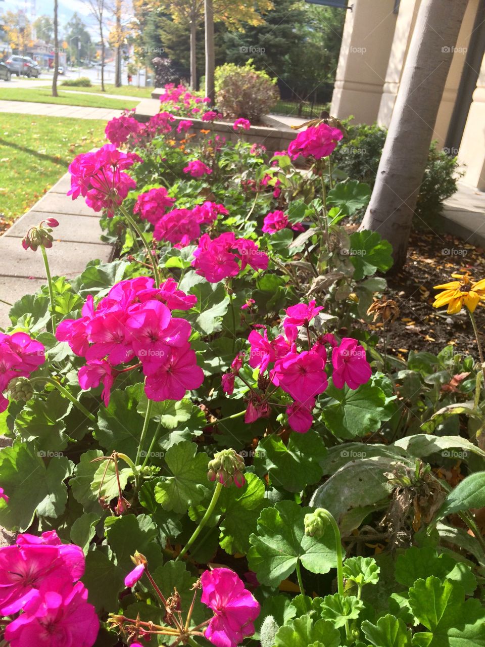 Flowers in the street 