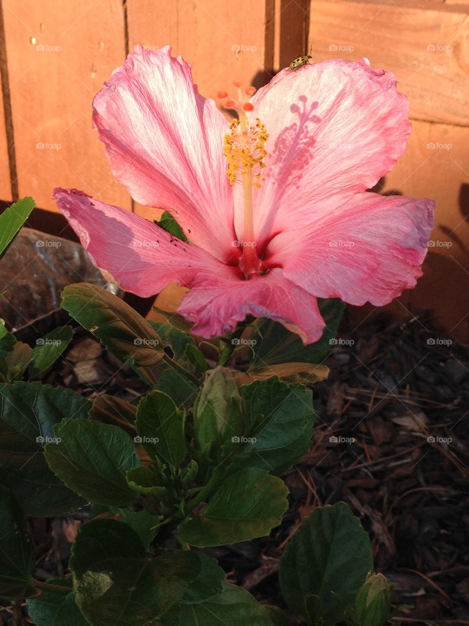 Pink hibiscus and the Lady bug