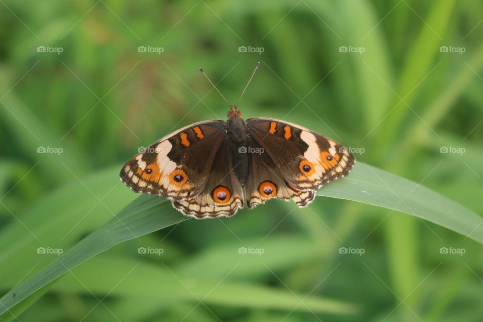 Butterflies, the shape and color of their wings are beautiful, so many people like butterflies.