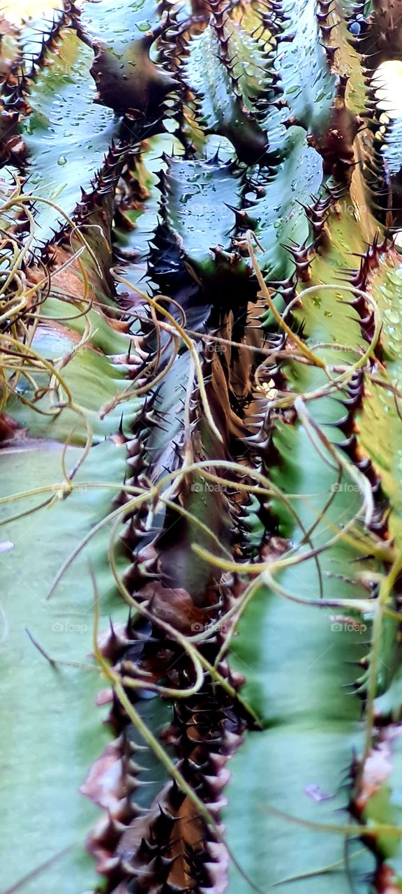 Fim do dia e a chuva divide com o Cactus o frescor da tarde...