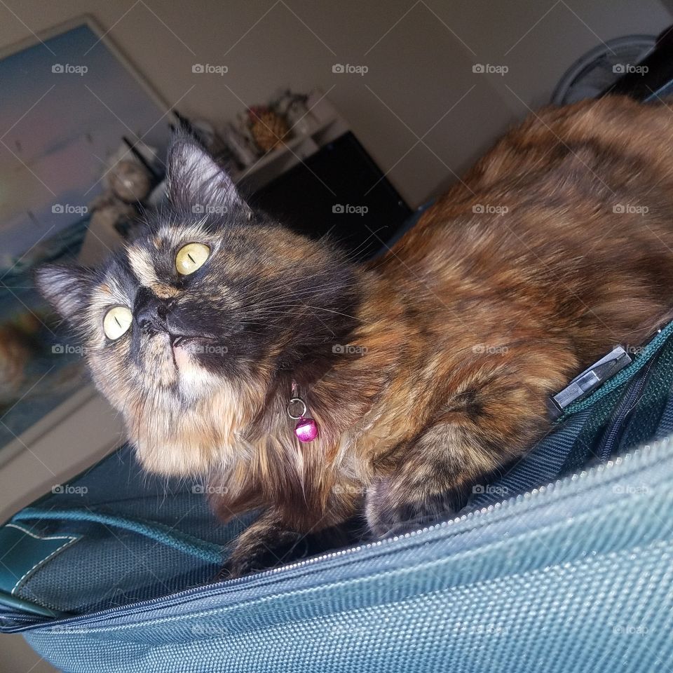 Stella The Tortoise Shell, Loungin in luggage and feeling swell 🐱😻😸😻