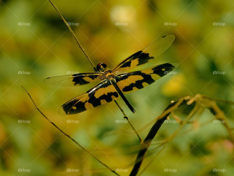 Dragon fly  - yellow wing